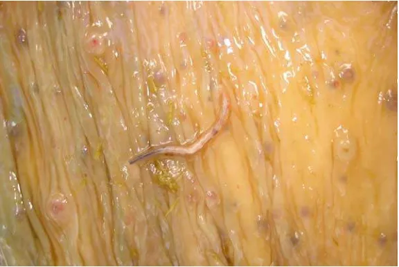 Figura 5. Strongylus(Fuente: http://cnia.inta.gov.ar/helminto/confe05/fig2.htm spp. sobre mucosa de intestino  ) 