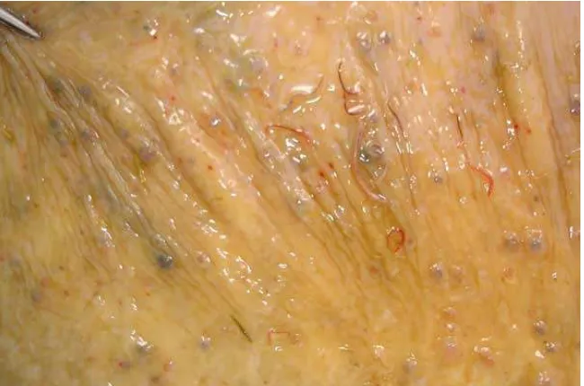 Figura 6. Mucosa de intestino grueso con presencia de nódulos y ciatostominos adultos  (Fuente: equinos/http://www.cuencarural.com/ganaderia/equinos/52519-parasitos-de-los-)