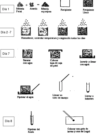 Figura 8. Procedimiento del cultivo de larvas  