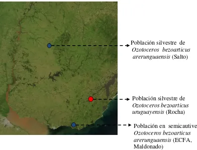 Figura 1. Distribución del Ozotoceros bezoarticus en Sudamérica (tomado de UICN, 2012)