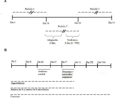 Figura 2. Esquema del protocolo experimental: dentro de cada período; A. Duración total y distribución B