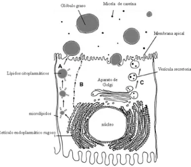 Figura 2. Resumen de las vías de tránsito y secreción de caseínas y glóbulos grasos en las células epiteliales de la glándula mamaria durante la lactancia