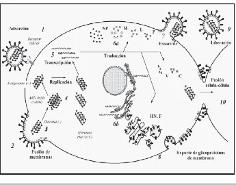 Figura 6. de la proteína HN, que reconoce como receptor específico el oligosacárido la cual lleva a cabo la fusión de las membranas celular y viral (2), partícula viral se adsorbe en la membrana de la célula hospedera por medio NeuAca2,3Gal (1)