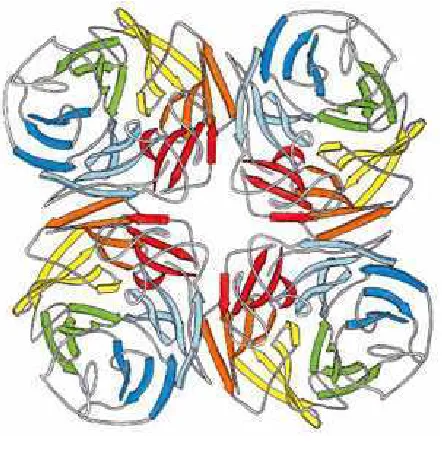 Figura 9. Vista superior Neuraminidasa. La neuraminidasa es una enzima que permite a un virus cruzar las paredes celulares