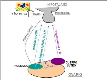 Figura 1. Esquema descriptivo del control hormonal en la etapa reproductiva. 