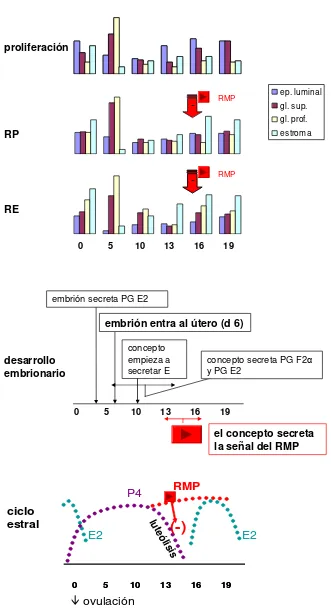 Figura 4. Esquema descriptivo de eventos paralelos del ciclo estral (dinámica hormonal), desarrollo embrionario, niveles endometriales de receptores esteroideos y proliferación endometrial
