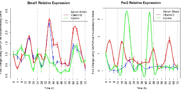 Figure 2. Temporal expression profile of Bmal1 and Per2 in synchronized ADSCs