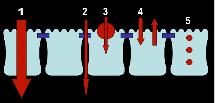 Figura 1: Posibles rutas de transporte de drogas y nutrientes a través de la mucosa Transporte mediado por Transportadores (3) del Eflujo (4) Transcitosis (5), una combinación de estas rutas a menudo deﬁnen el transporte transepitelial completo de alimento