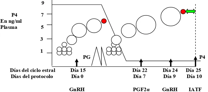 Figura 1. Dinámica folicular y progesterona plasmática durante un protocolo Ovsynch comenzado el día 5 del ciclo en una vaca con 2 ondas foliculares  