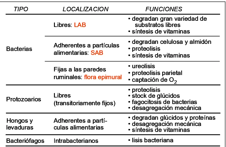 Tabla II: Localización y funciones de los microorganismos ruminales 