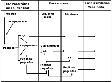 Tabla IV: Absorción intestinal de aminoácidos (AA) en el rumiante  