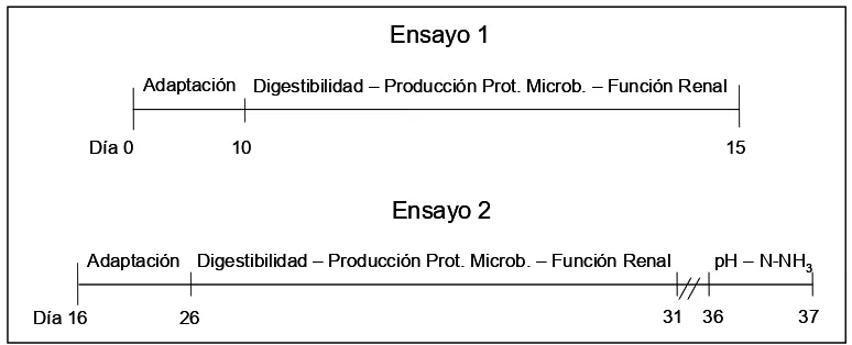 Figura 4: Esquema del desarrollo temporal del protocolo experimental   