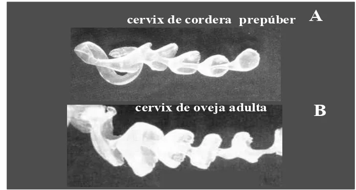 Figura 1 – Moldes de silicona del canal cervical de cordera prepúber (A) y de oveja adulta (B) (Naqvi et al