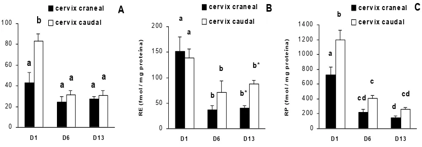 Figura 5 – Concentraciones de RE-ARNm (amol/URA) (A), RE (fmol/mg proteína) (B) y RP (fmol/mg proteína) (C) en cervix craneal y caudal de ovejas adultas ciclando