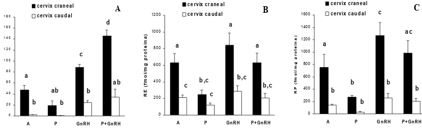 Figura 6 – Concentraciones (Xsem) de RE-ARNm (amol/URA, A), RE (fmol/mg proteína, B) y RP (fmol/mg proteína, C) en cervix craneal y caudal de ovejas en anestro estacional (grupo A, n=4), tratadas con P (grupo P, n=4), GnRH (grupo GnRH, n=4) o P+GnRH (gru