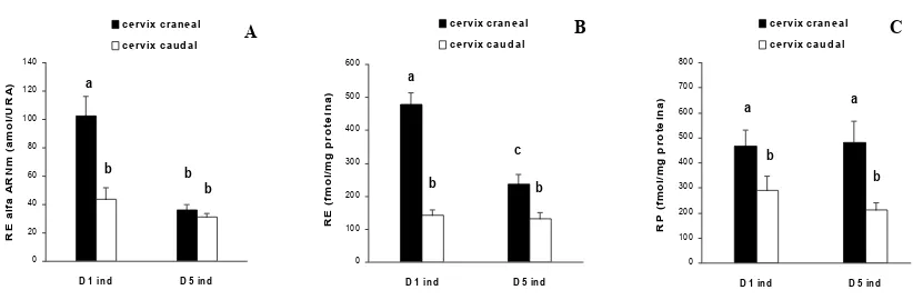 Figura 7 – Concentraciones (Xsem) de RE-ARNm (amol/URA, A), RE (fmol/mg proteína, B) y RP (fmol/mg proteína, C) en cervix craneal y caudal de ovejas en anestro estacional inducidas (ind) a ovular con P+GnRH, sacrificadas 1 (D1 ind, n=6) o 5 (D5 ind, n=5)