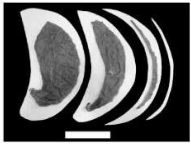 Figura 10. Comparación de omasos de Alces alces y Ovibos moschatus (Tomadade Clauss y col., 2006).