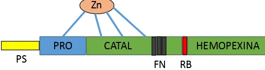 Figura 1. Estructura de los dominios de las Gelatinasas (MMP-2 y MMP-9). PS, péptido señal; PRO, prodominio; Catal, dominio catalítico; RB, región bisagra; Hemopexina, dominio Hemopexina y FN, dominio similar a fibronectina (adaptado de Krizkova y col