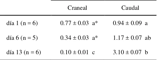 Tabla 4. Porcentaje (%) de células positivas a MMP-2 en el cérvix craneal y caudal de ovejas en los días 1, 6 y 13 luego del estro (día 0)