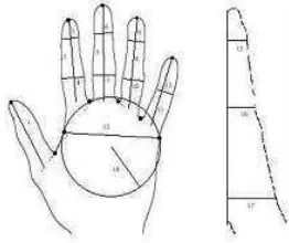 Figura 2.5: Medici´on de la geometr´ıa de la mano
