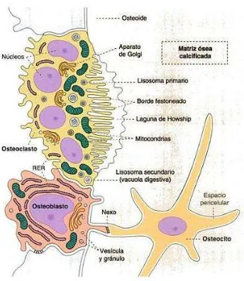 Figura 2. Células óseas, osteoblastos, osteocitos y osteoclastos. Tomado de  Welsch & Sobotta (2010) 