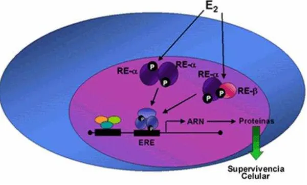 Figura 4. Efectos "Genómicos" del Receptor del EstrógenosLa supervivencia por consecuencia se fosforila, se une al complejo de elemento de respuesta (ERE) y se activa la trascripción para llevar acabo la síntesis de genes que mantienen este proceso