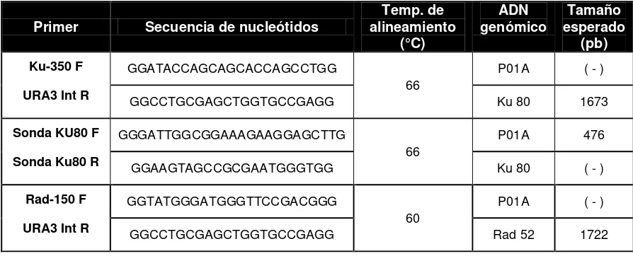 Tabla 1. Oligonucleótidos empleados en el ensayo de PCR para el análisis de la cepa ∆ku80 y ∆rad52 de Y