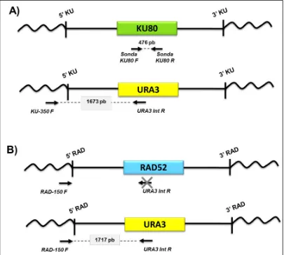 Figura 6. Representación esquemática del locus de los genes KU80 (A) y RAD52 (B) en la cepa parental (P01A) y en las cepas mutantes donde los genes KU80 Y RAD52 han sido sustituidos por el gen marcador URA3
