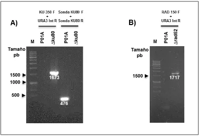 Figura 7. Caracterización genotípica de las cepas ∆ku80, ∆rad52 de oligonucleótidos sonda KU80 F y sonda KU80 R se obtuvo un fragmento de 476 pb sobre el ADN de la cepa parental P01A y no hubo producto amplificado cuando se usó el ADN de la cepa mutante