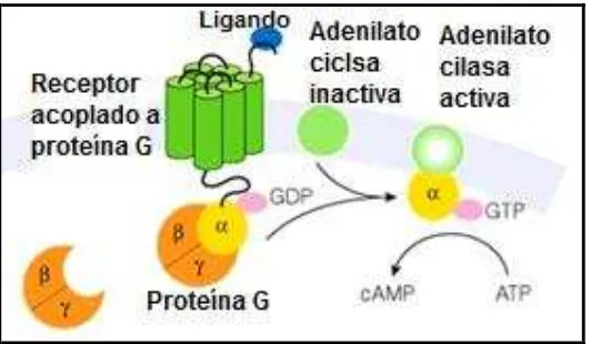Figura 2. Vía de señalización celular. Esquema donde se muestra la unión del receptor acoplado a Proteína G (GPCR), que se encuentra en la membrana de la célula, y la disociación de la proteína G heterotrimérica, permitiendo la liberación de la subunidad a
