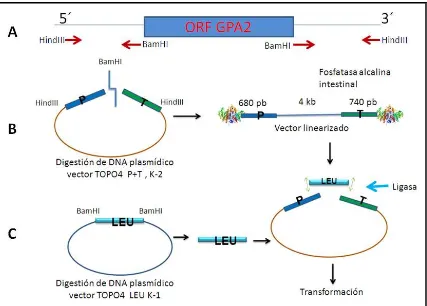 Figura 7. Esquema de elaboración del casete de disrupción de GPA2. A) Análisis y diseño de los oligonucleótidos con sitios de corte para las enzimas HindIII y BamHI para amplificar las regiones adyacentes (P y T) del gen GPA2