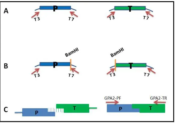 Figura 8. Esquema donde se muestra el proceso de amplificación, unión y clonación de los extremos del gen GPA2.enzima de restricción BamHI
