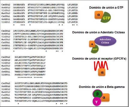 Figura 9. Identificación de dominios específicos en presuntas proteínas Gpa1 y Gpa2 de Y