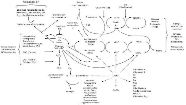 Figura 1. Sistema integrado de la defensa antioxidante endógeno y exógeno (Benzie et al.,  2005)