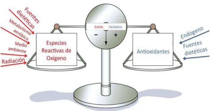 Figura 2. Balance de la defensa antioxidante: especies reactivas de oxígeno y la oposición al estrés oxidativo (Benzie et al., 2005)