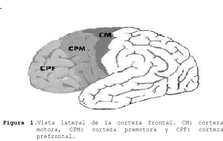 Figura 1.Vista lateral de la corteza frontal. CM: corteza 