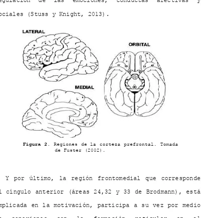 Figura 2. Regiones de la corteza prefrontal. Tomada  