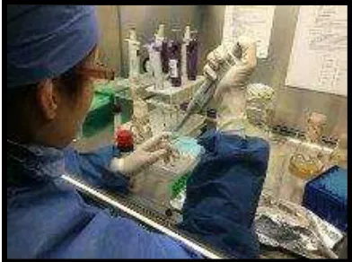 Figura 3. Inoculación del Enterococcus faecalis en los pocillos de la microplaca. 