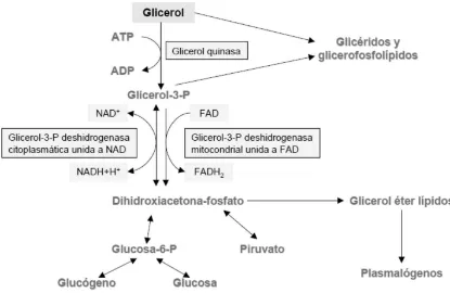 Figura 1. Metabolismo del glicerol. 