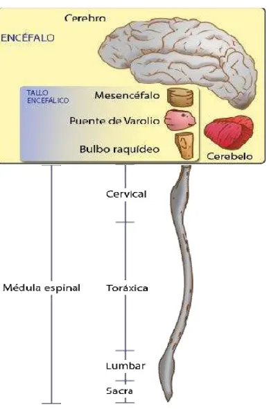 Figura 1. Esquema del sistema nervioso central (SNC). El SNC consiste en el encéfalo formado por el cerebro, cerebelo, bulbo raquídeo y la  médula espinal. Tomado de http://es.wikipedia.org/wiki/Sistema_nervioso_central.   