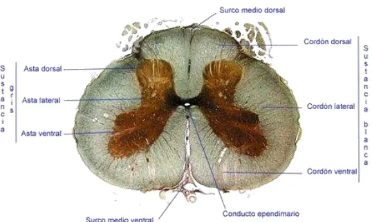 Figura 2. Esquema del corte transversal de la médula espinal. En el esquema se muestran las estructuras internas de la médula espinal, que incluyen la sustancia blanca, sustancia gris y conducto epidimario. Tomado de http://www.efn.uncor.edu/departamentos/divbioeco/anatocom/Biologia/Los%20Sistemas/Nervioso/Central/Medula.htm. 