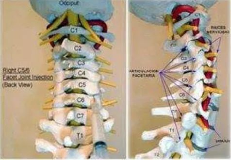 Figura 6. Región cervical de la columna vertebral. Se muestra la región donde ocurren más frecuentemente las lesiones de médula espinal. Tomado de http://xananatura.blogspot.mx/2011/10/vertebras-cervicales-dolor-cervical.html   