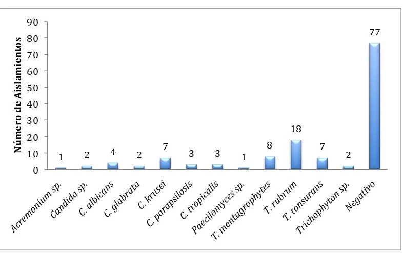 Figura  3.    Hongos  aislados  por  cultivo  de  pacientes  con  Sospecha  de Onicomicosis.  Total de hongos aislados: 58; cultivos negativos: 77 (n=135).  