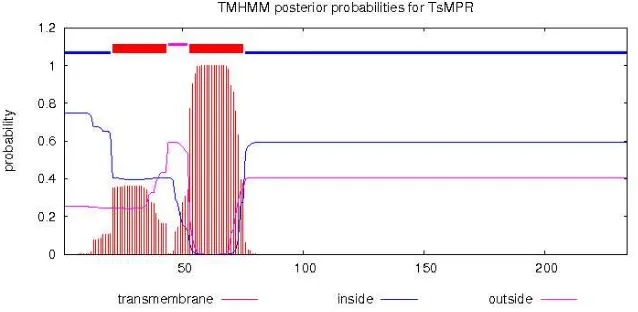 Figura 6 Análisis la posibilidad de que esa fracción de la proteína este en una región transmembranal, las azules, una in silico de la topología de la proteína PRMC2 de T