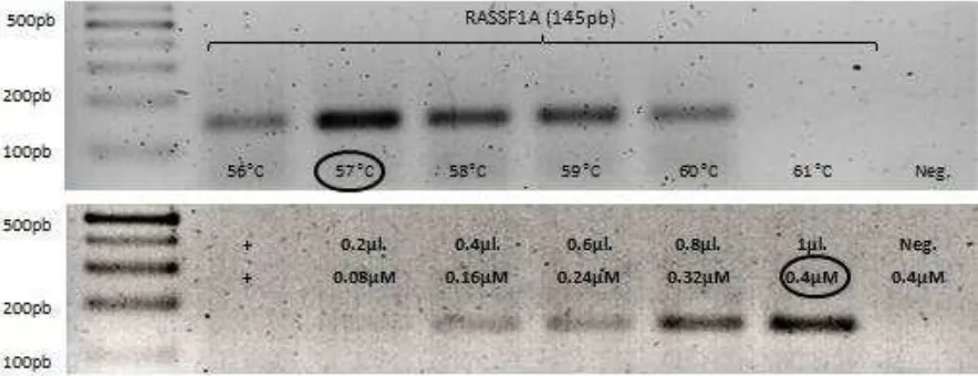 Figura 7. Pruebas para la estandarización de la PCR para amplificar la región promotora del gen  RASSF1A. 