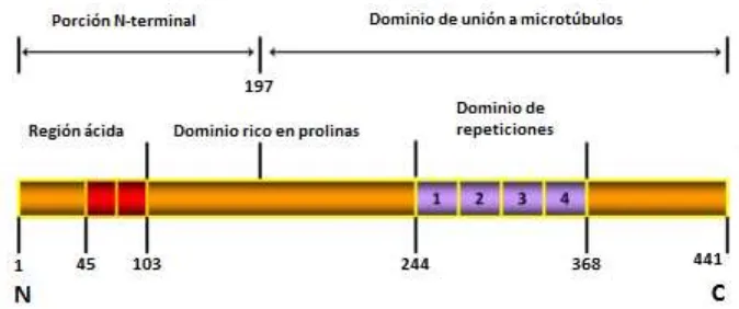 Figura 3. Representación esquemática de los dominios funcionales de la isoforma más grande (441 aminoácidos)