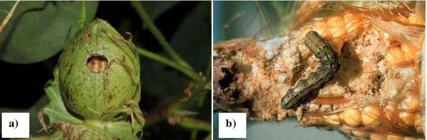 Figura  3. Daños ocasionados por H. zea a bellota de algodón (a) y a mazorca (b). (www.ipmworld.umn.edu) 