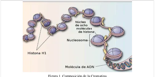 Figura 1. Composición de la Cromatina 