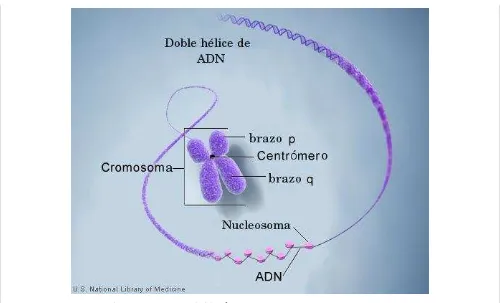 Figura 2.  Composición de cromosoma con sus compuestos. 