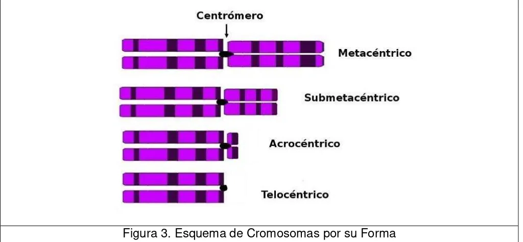 Figura 3. Esquema de Cromosomas por su Forma 